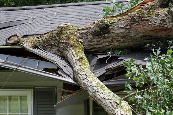 Cost of Storm Remediation in Holland